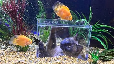 fish tank with cat hole